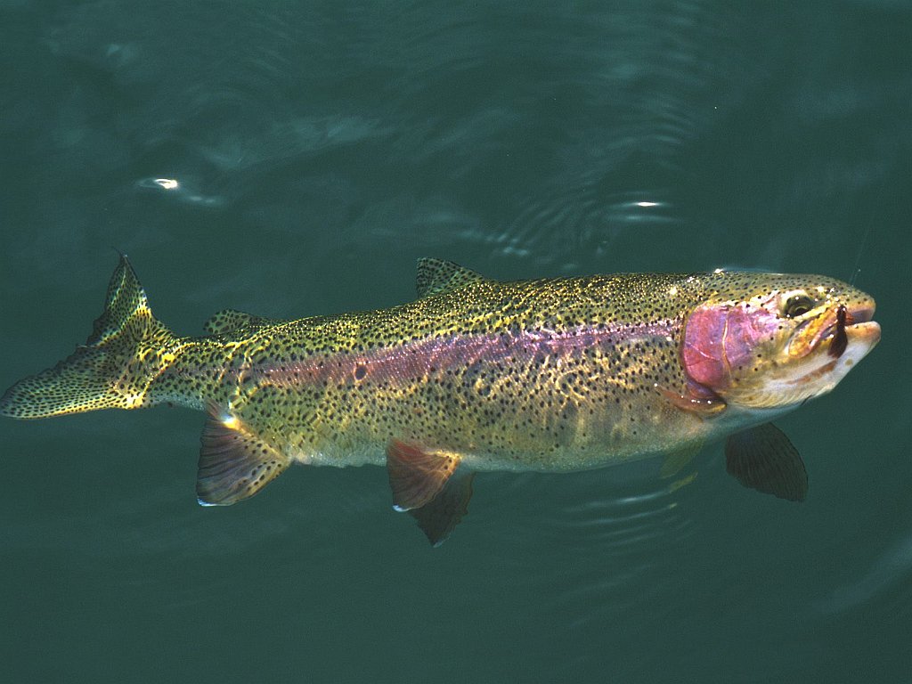 Rainbow Trout